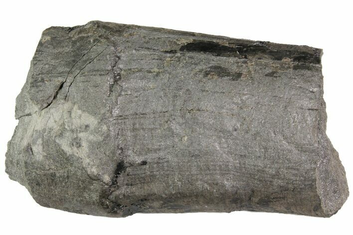 Pennsylvanian Fossil Calamites (Horsetail) - Alabama #115346